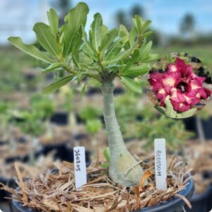 2602 05 Vaso 8 Litros Rosa do Deserto Blossom - (Viveiro)