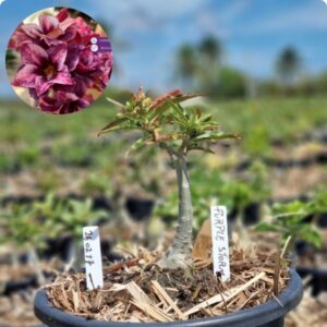 2602 17 Baobá Baby Purple Storm - (Viveiro)