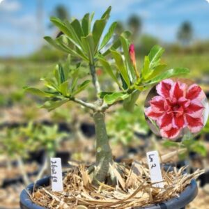 2602 19 Baobá Baby LM2- (Viveiro)