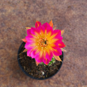 Lobivia Hibridas(TAI 72)