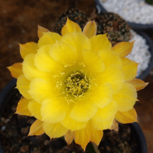 Lobivia Hibridas (WS 693)