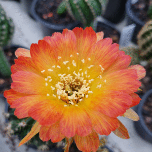 Lobivia Hibridas (WS 248)