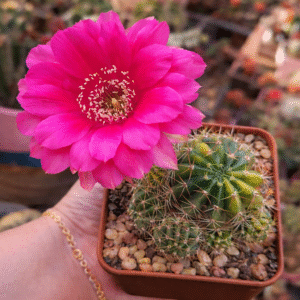 Lobivia Hibridas(TAI 25)