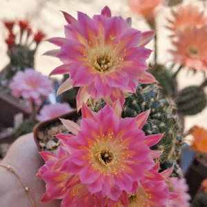 Lobivia Hibridas(CGI 05)