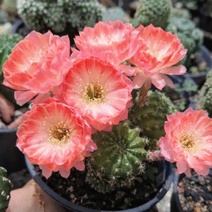 Lobivia Hibridas (AD 10)