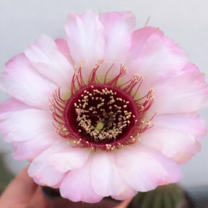 Lobivia Jajoiana Branca