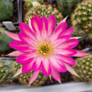 Lobivia Hibridas (VS 21)