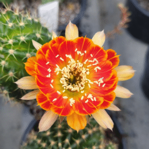 Lobivia Hibridas (WS 261)