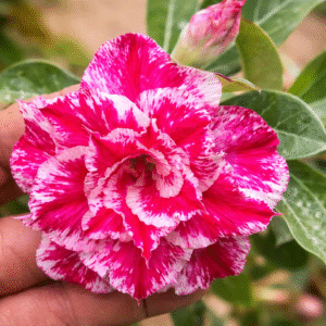 Podadinha - Rosa Do Deserto Sorvete