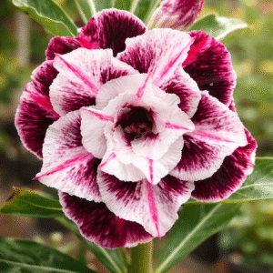 Podadinha -  Rosa do Deserto Lys