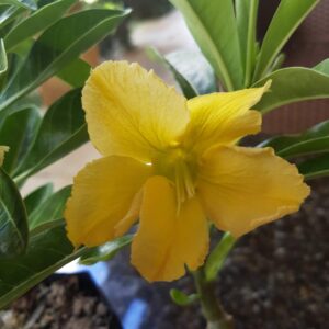 Podadinha - Rosa do Deserto Yes