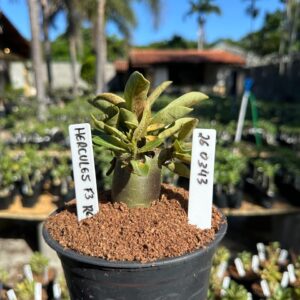 2603 43 Arabicum Hércules Red f3