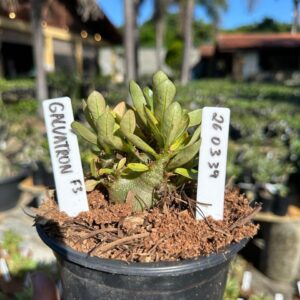 2603 39 Arabicum Galvatron F3