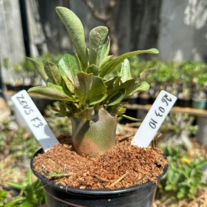 2603 10 Arabicum Zeus f3