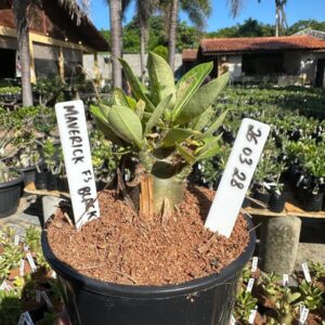 2603 28 Arabicum Maverick F3