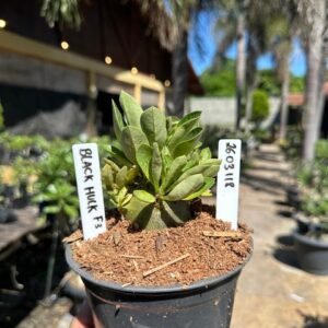 2603 118 Arabicum Hulk  F3