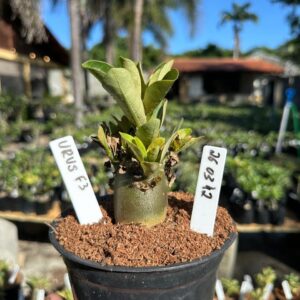 2603 42 Arabicum  Urus f3