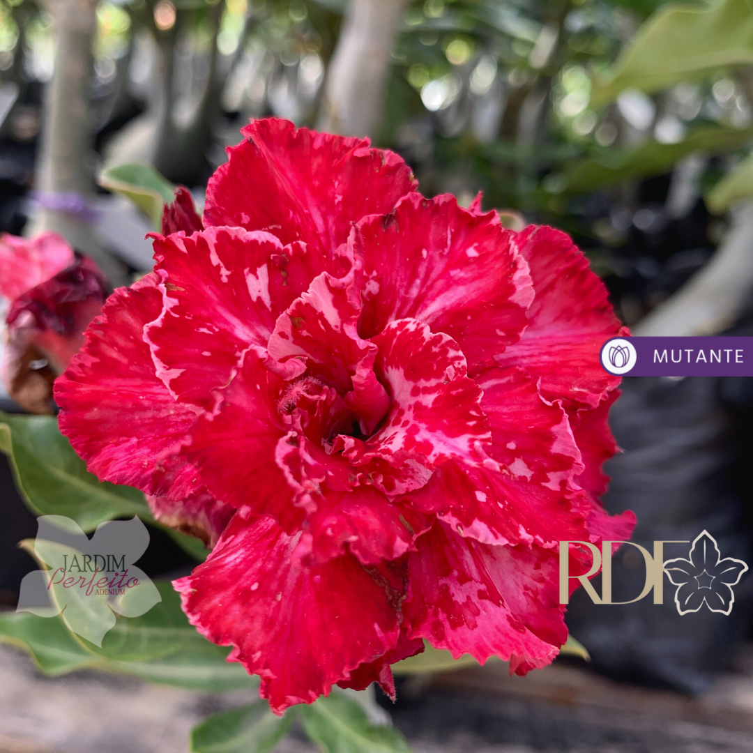 Podadinha - Rosa do Deserto Angus - Imagem 2