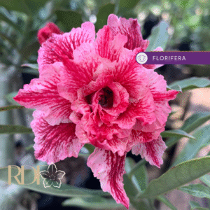 Podadinha - Rosa do Deserto Rainy Bloom