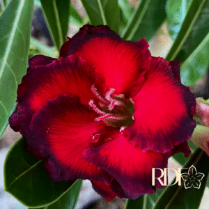 Podadinha - Rosa do Deserto Dragon Bloods