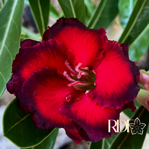 Podadinha - Rosa do Deserto Dragon Bloods