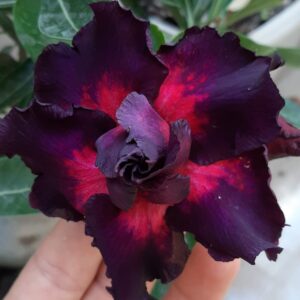 Podadinha - Rosa do Deserto Purple Pink