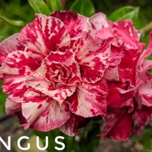 Podadinha - Rosa do Deserto Angus