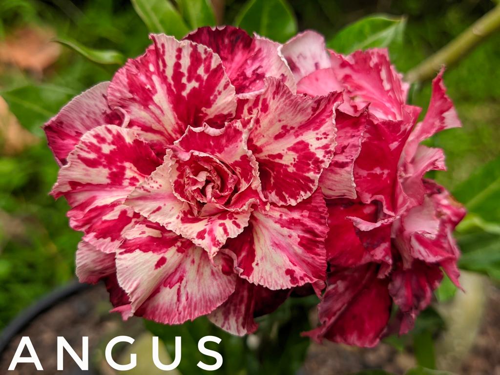 Podadinha - Rosa do Deserto Angus