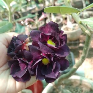 Avaria - Rosa do Deserto Berinjela