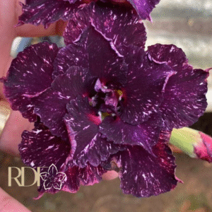 Avaria - Rosa Do Deserto Ceu Estrelado