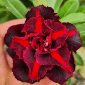 Avaria - Rosa do Deserto Volcano