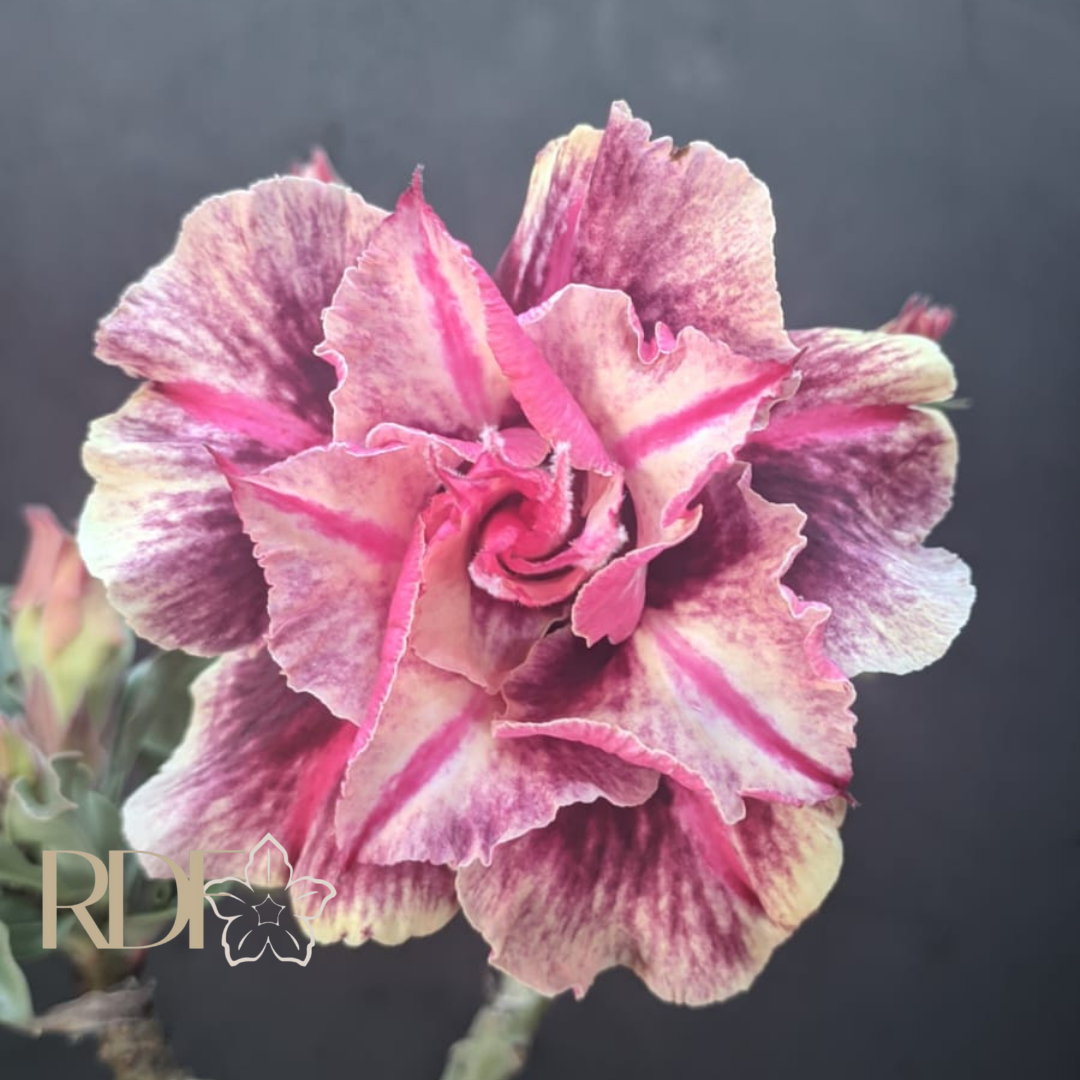 Avaria - Rosa do Deserto Luxury