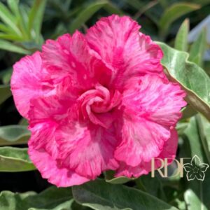 Avaria - Rosa do Deserto Peony Pink (Pink Florífera)