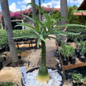 Avaria - Rosa Do Deserto Nova Tanzânia