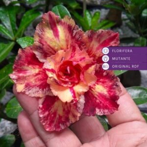 Avaria - Rosa do Deserto Linda