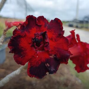 Avaria - Rosa do Deserto Morango do Amor