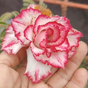 Avaria - Rosa do Deserto Cake Tower