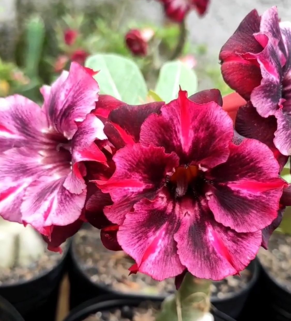 Podadinha - Rosa do Deserto Double Pluto - Imagem 2