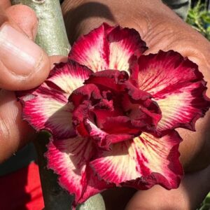 Avaria - Rosa do Deserto Filó 2 RDF