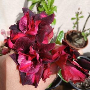 Podadinha - Rosa do Deserto Double Pluto