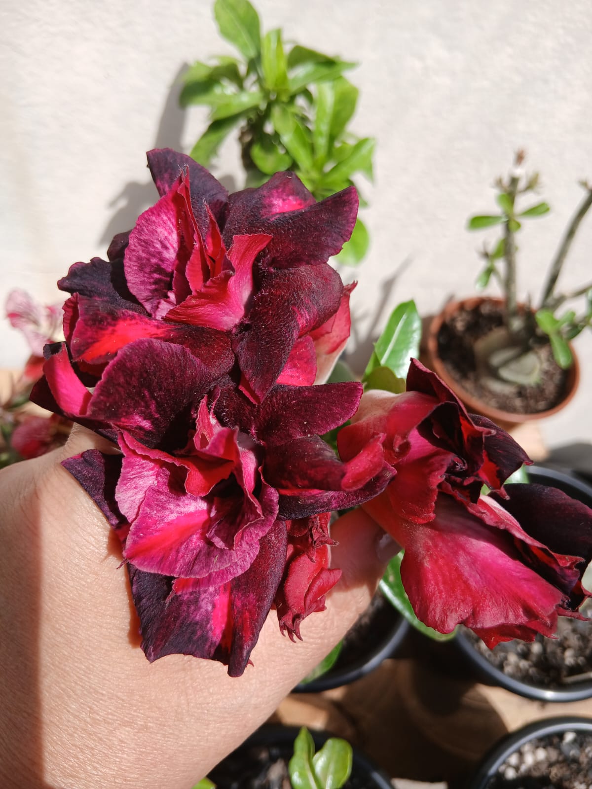 Podadinha - Rosa do Deserto Double Pluto