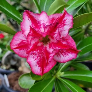 Podadinha - Rosa do Deserto Malta