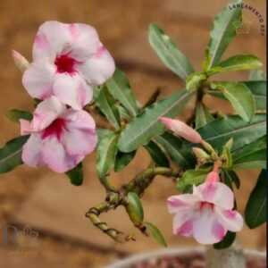 Avaria - Rosa do Deserto Petunia (Rosa Buquê)
