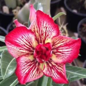 Avaria - Rosa do Deserto Maracuja (Vermelha Florífera)