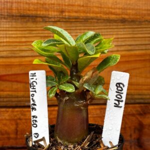 1401 09 Arabicum Hightower Red f3