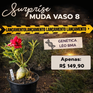 Baobá Baby Surprise (Léo BMA)