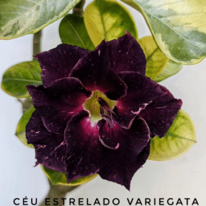 Avaria - Rosa do Deserto Céu estrelado Variegata