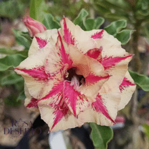 Avaria - Rosa do Deserto Girassol