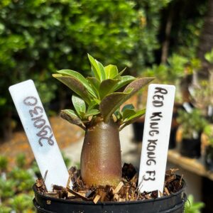 2901 30 Arabicum King Kong Red f3