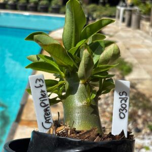 0302 15 Arabicum caterpiler f3